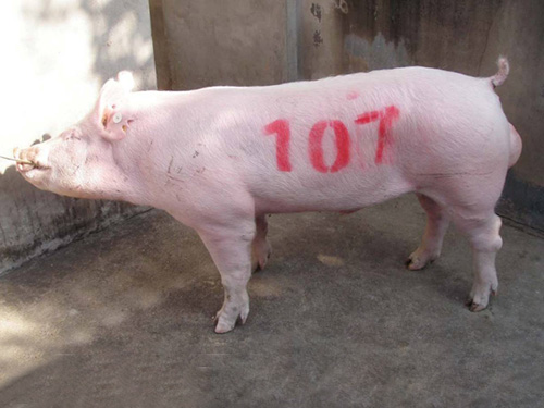 1569728441374268.jpg 5360235300.jpg